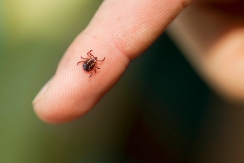 A close-up of a tick crawling on a person's fingertip.
