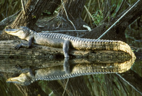 A crocodile resting on a log by the water, with its reflection visible in the calm surface. Lush greenery surrounds the scene.