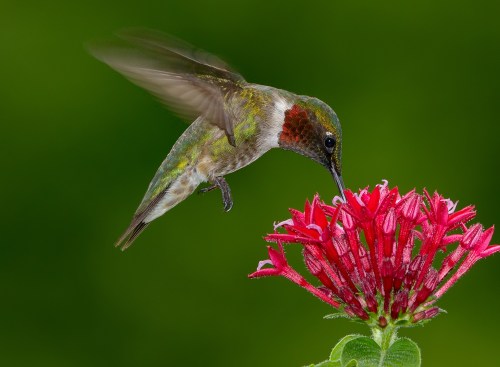 A hummingbird hovers near a vibrant red flower, with a blurred background of green foliage.