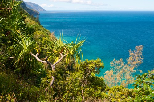 Lush greenery on a cliff overlooking a vibrant blue ocean and distant mountains under a clear sky.