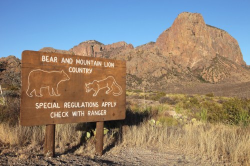 A wooden sign warns of bear and mountain lion country, with a mountain in the background and desert vegetation nearby.