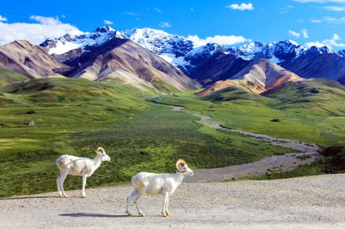 Two white sheep stand on a gravel path, with lush green hills and snow-capped mountains in the background.