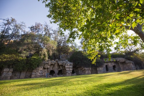 Ancient stone ruins partially hidden by trees, set against a grassy landscape under a clear sky.