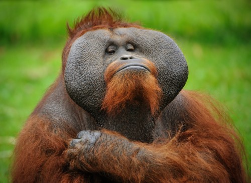 A close-up of an orangutan with a thoughtful expression, sitting against a green background.