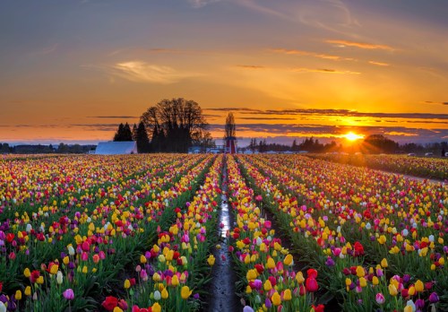 A vibrant field of colorful tulips under a sunset sky, with trees and a barn in the background.