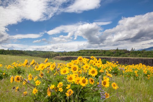 A vibrant field of yellow sunflowers under a blue sky with fluffy clouds and green hills in the background.