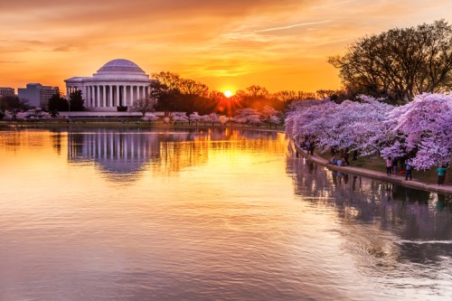 Sunset over the Tidal Basin, with cherry blossoms in bloom and the Jefferson Memorial reflecting in the water.