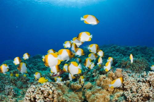 A school of yellow and white fish swimming over a vibrant coral reef in clear blue water.