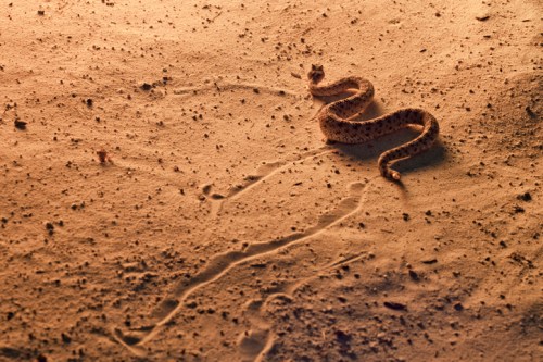 A snake slithers across sandy ground, leaving a trail in the soft surface.