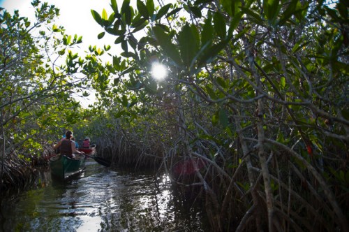 A canoe glides through a mangrove forest, sunlight filtering through lush green leaves.