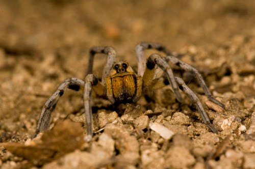 A close-up of a spider on the ground, showcasing its detailed body and long legs against a sandy background.