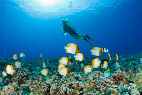 A diver explores a vibrant coral reef surrounded by colorful fish in clear blue water.