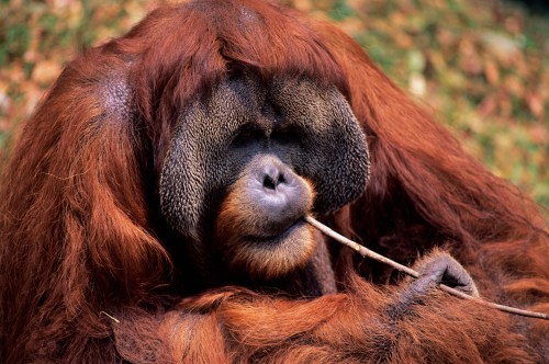 A close-up of an orangutan with long, reddish-brown fur, holding a stick and looking thoughtfully.