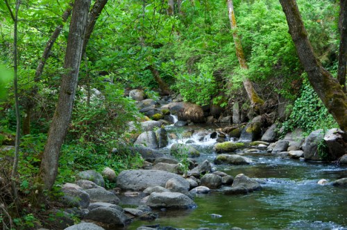 A serene river flows through a lush green forest, surrounded by rocks and trees.