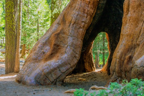 A large, weathered tree trunk with a hollow opening, surrounded by lush green forest. Sunlight filters through the trees.