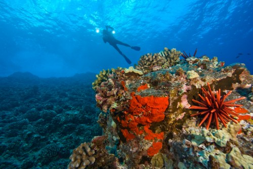 A diver explores a vibrant coral reef with colorful corals and sea urchins under clear blue water.