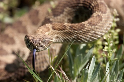 A close-up of a coiled snake in grass, with its tongue flicking out, showcasing its textured scales.