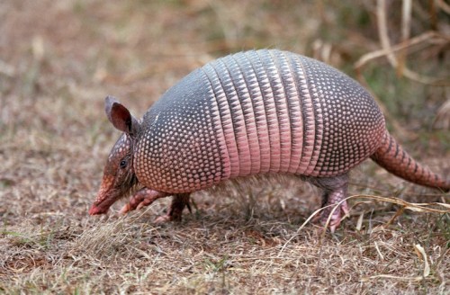A close-up of an armadillo walking on dry grass, showcasing its distinctive armored shell and pinkish skin.