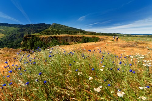 Two hikers walk along a scenic trail surrounded by wildflowers and a mountainous landscape under a clear blue sky.