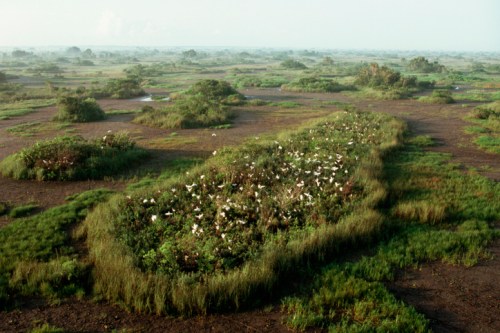 Aerial view of a lush wetland with green vegetation and a flock of white birds flying above.