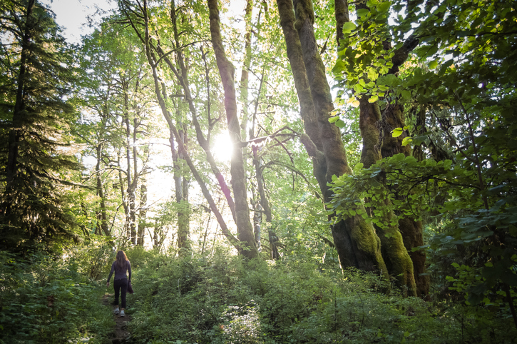 For A Relaxing Day In The Woods, Try Forest Bathing At Westfir Lodge In ...