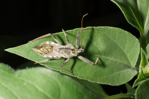 A close-up of a bug resting on a green leaf, showcasing its detailed body and texture against the foliage.