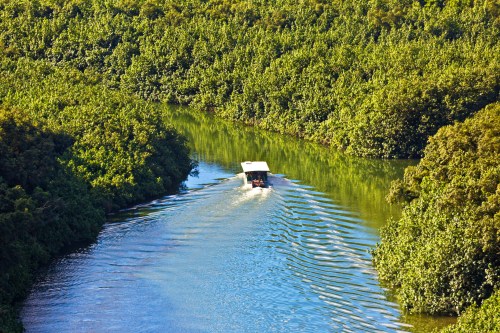 A boat navigates through a winding river surrounded by lush green vegetation.