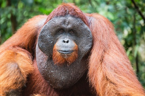 Close-up of an orangutan with a thick, reddish-brown coat, sitting amidst a lush green background.
