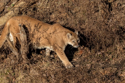 A mountain lion stealthily moves through a dry, brushy landscape, blending into its surroundings.