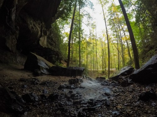 A serene forest scene with tall trees, rocky ground, and mist rising from a small stream in a tranquil setting.