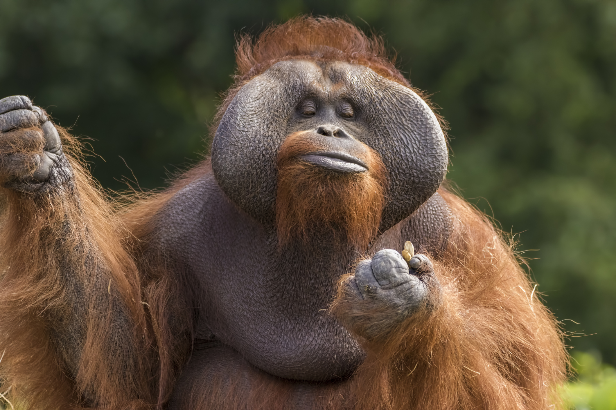 Learn About The Now Famous Omaha Zoo Orangutan Escape, image size:2121x1414