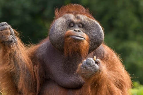 A close-up of an orangutan with a thick mane, holding a small object, set against a blurred green background.