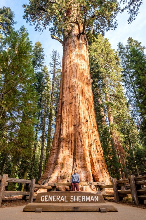 A person stands beside the towering General Sherman tree, surrounded by lush green forest.