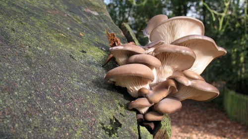 Cluster of brown mushrooms growing on a moss-covered tree trunk in a forest setting.