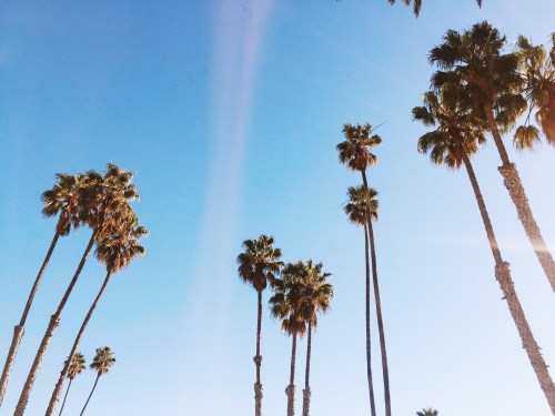 Tall palm trees against a clear blue sky, creating a tropical and sunny atmosphere.