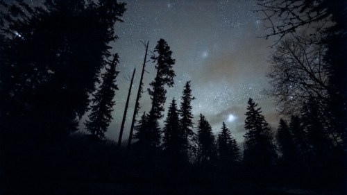 Silhouetted trees against a starry night sky with faint clouds and a hint of light.
