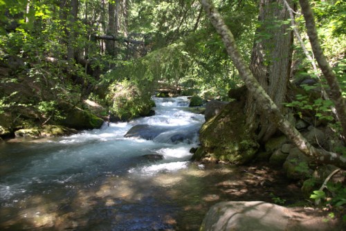 A serene stream flows through a lush, green forest, surrounded by rocks and trees. Sunlight filters through the leaves.