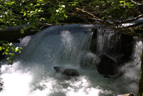 A serene waterfall cascades over rocks, surrounded by lush green foliage and sparkling water.