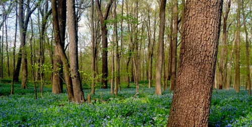 A serene forest scene with tall trees and a vibrant carpet of blue flowers covering the ground.