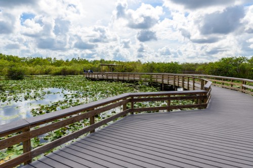 A wooden boardwalk winds through a lush wetland with lily pads and cloudy skies in the background.