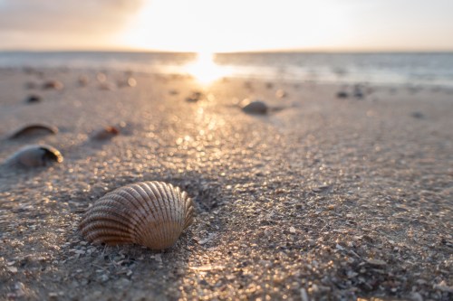 A close-up of a scallop shell on sandy beach, with the sun setting over the water in the background.