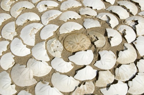 A sandy surface covered with various broken sand dollar shells, with one intact shell in the center.