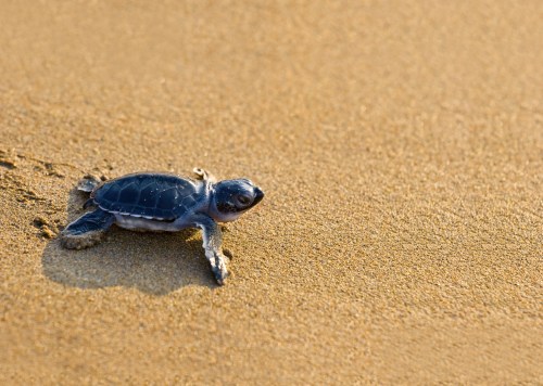 A small sea turtle crawls across a sandy beach, leaving tracks behind as it heads toward the ocean.