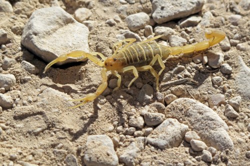 A yellow scorpion crawls on a rocky, sandy surface.
