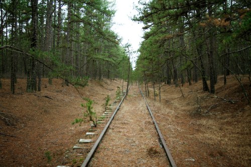 Abandoned railway tracks running through a dense forest of pine trees, surrounded by brown pine needles.