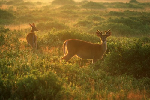 Two deer stand in a sunlit meadow, surrounded by green foliage and soft golden light.