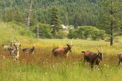 A group of goats grazing in a lush green meadow with wildflowers, surrounded by trees and distant hills.