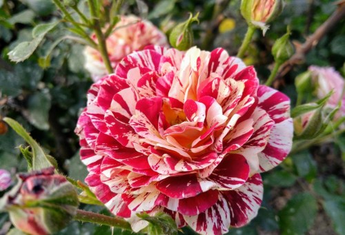A close-up of a vibrant red and white striped rose in full bloom, surrounded by green leaves and buds.