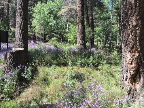 A serene forest scene with tall trees and vibrant purple wildflowers in a lush green meadow.