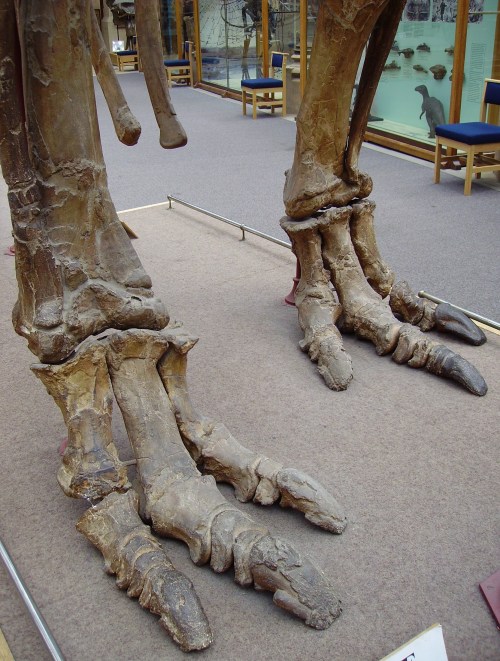 Fossilized dinosaur feet displayed in a museum, showcasing large, clawed toes and detailed bone structure.